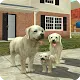 Dog Sim Online