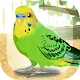 Parakeet Pet