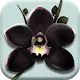 The Black Orchid