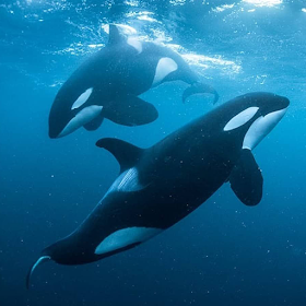 Mega Killer Whale Simulator