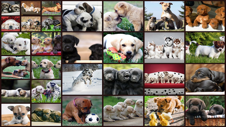 Puzzle-Games-Dogs-Jigsaw.jpeg